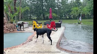 Funny Great Dane Runs Zoomies In Torrential Florida Rain Puddles