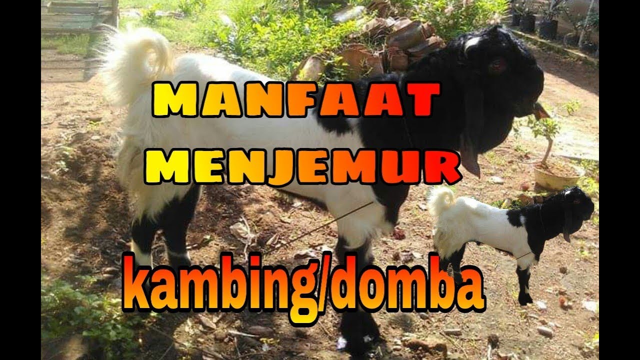 MENJEMUR TERNAK KAMBING/DOMBA BEBAS DARI PENYAKIT 