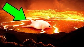Кто Живет у Подножий Вулканов? Кто Живет у Подножий Вулканов?