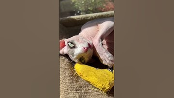 When the sun and cat nip hit just right! 😽🌿☀️#sphynx #catnip #cats #shorts