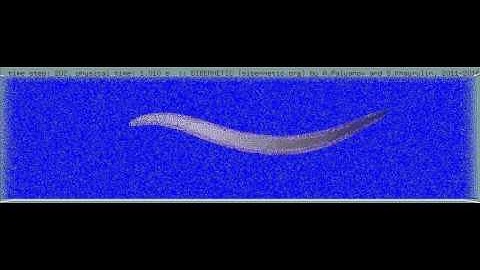 Sibernetic: Simulation of C. elegans swimming