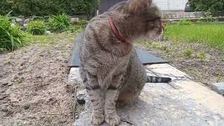 THE CAT STARTED WALKING INDEPENDENTLY WITHOUT A LEASH