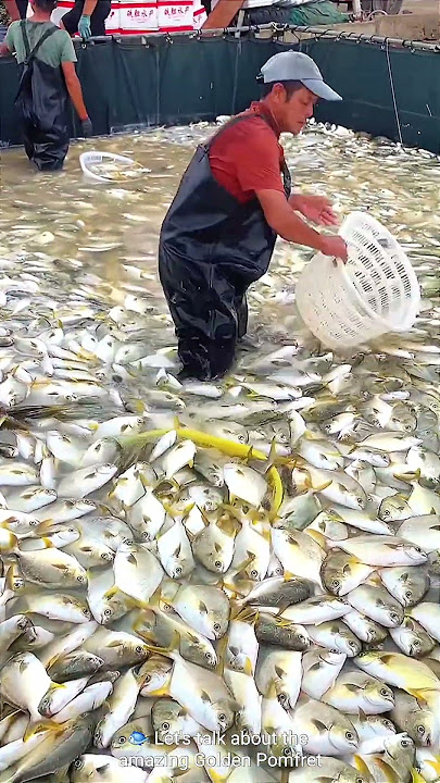 farming Delicacies of Golden Pomfret 🥰
