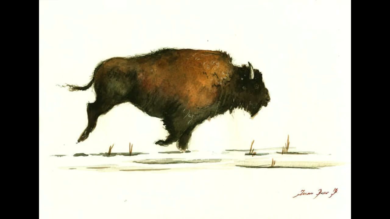 Шкура бизона. Buffalo Running 1883. Первобытный Бизон в Сибири. Стадо бизонов бежит. Стадо бизонов.