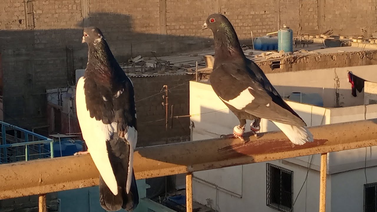 3 Kabootar Utre Chaht pe - Lambi pe Dorte hue Kabootar - Karachi Pigeons