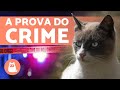 O GATO que AJUDOU a resolver um ASSASSINATO 🙀 🐾