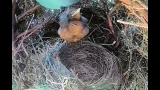 Blackbird nest - 2 Chicks ready to fledge and go! - Day 14 - Part 2