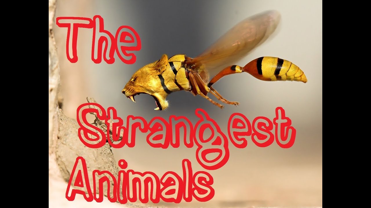 Top 10 Animals With The Strangest Body Features