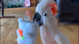 Barney Got A Cool Box Of Stuff Thanks Auntie J