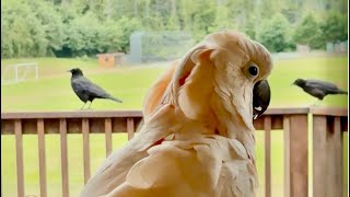 Barney Says Hello To Some Crows Outside, Then We See Three Deer That Barney Didnt See.