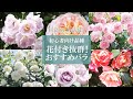 【おすすめバラ】花付き抜群!丈夫で育てやすく美しい木立バラとシュラブローズをご紹介