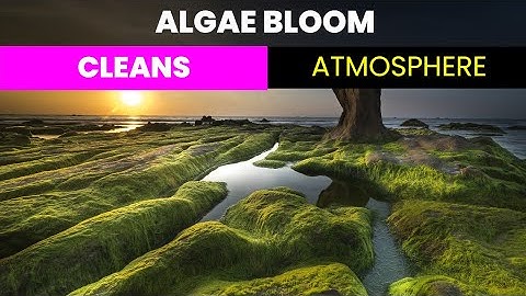 Remove Carbon Dioxide from the Atmosphere Using Algae Blooms | Future Technology & Science News 105