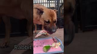 Sasha Gets A Sirloin Steak For Being Well Behaved