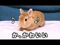 ダンスを覚えたうさぎが可愛いので見てほしい