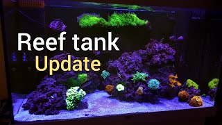 Reef Tank Update | Week 20