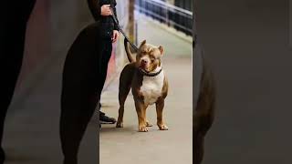 pitbull dog exercise Pitbull dog swag Pitbull muscle Pitbull feat Americans dogs #shots #viral Resimi