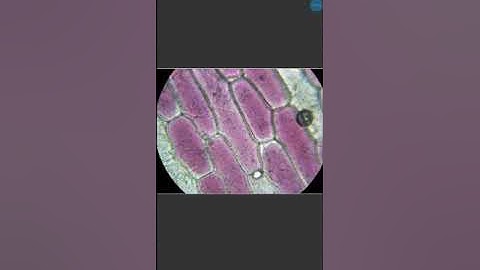 Class 9 General science Chapter 5 জীৱৰ মৌলিক একক