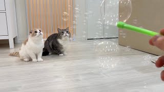 部屋の中でシャボン玉を吹いてみたら猫たちが大はしゃぎでこうなりましたw