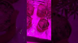 1st week of flower-cannabis plants