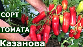 Томат Казанова Подробное описание сорта