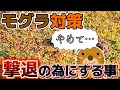 【モグラ対策】撃退の為には何をする？まずこれを必ずしてから対策しましょう！