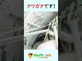 枯草の下にいたのは○○○○○!【クワガタ探し】