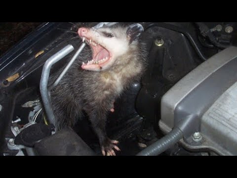 Vídeo: L’Opossum D’ulls Creuats D’Alemanya A La Punta Dels Arsscar