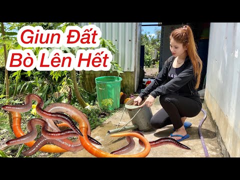 Video: Đào Giun Chasmanthe - Giữ Giun Chasmanthe Qua Mùa Đông