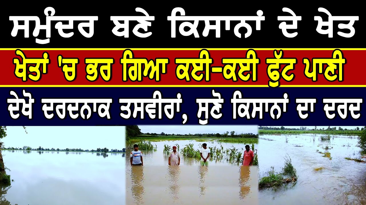 ਸਮੁੰਦਰ ਬਣੇ ਕਿਸਾਨਾਂ ਦੇ ਖੇਤ, ਖੇਤਾਂ `ਚ ਭਰ ਗਿਆ ਕਈ-ਕਈ ਫੁੱਟ ਪਾਣੀ, ਦੇਖੋ ਦਰਦਨਾਕ ਤਸਵੀਰਾਂ, ਸੁਣੋ ਕਿਸਾਨਾਂ ਦਾ ਦਰਦ
