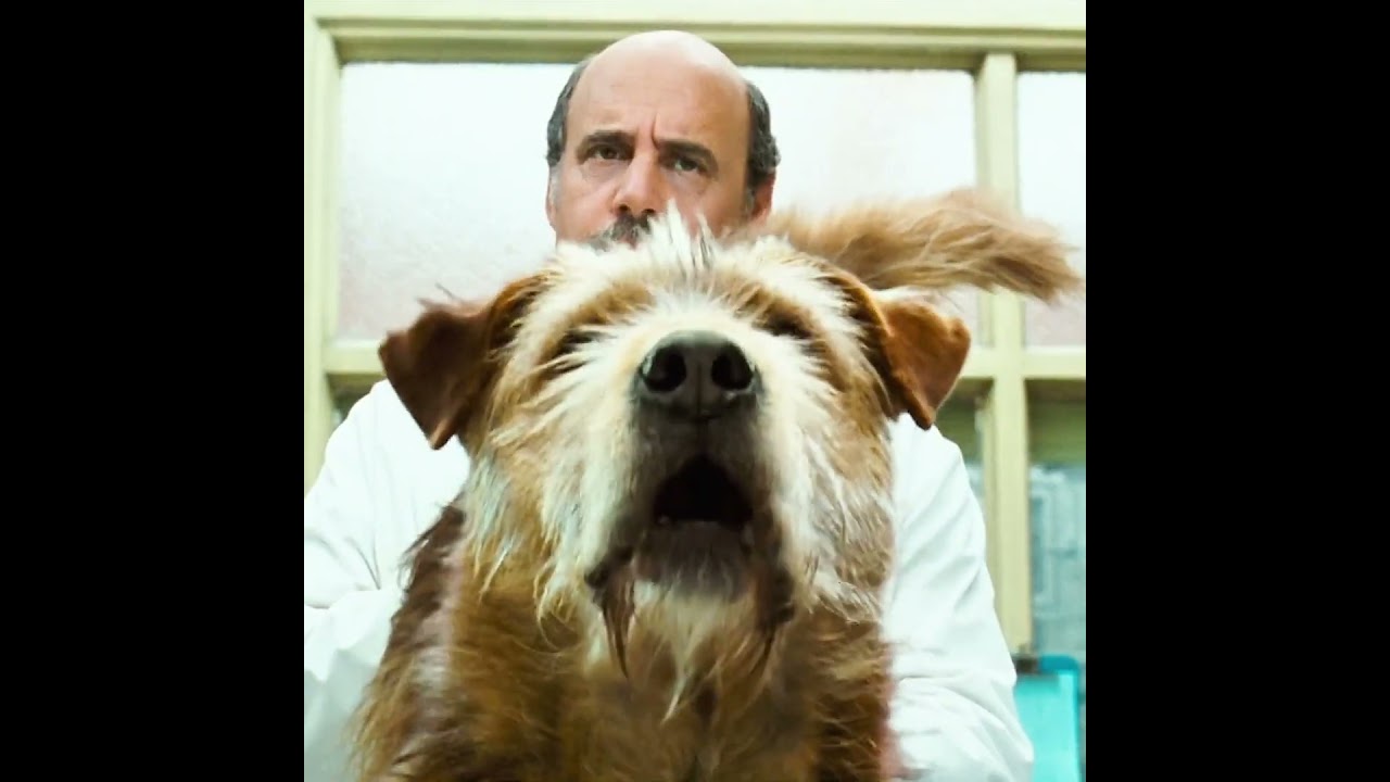 Surgeon Wakes Up After Crash… And Can Suddenly Talk to Animals | Doctor Dolittle (1998)#movie