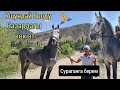 Улук мырзанын КӨК АТЫ 💸сураганга берем🙏БИЯГЫ УШУНДАЙ БОЛУП КЕТТИ