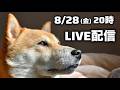 柴犬こむぎの誕生日プレゼントを考えたい！