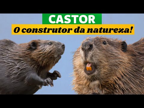 Vídeo: Por que os castores cortam árvores?