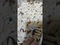 صنية مكرونه الغارقانه بصوص البشاميل بالطريقه الاصليه بتاعت زمان Shorts صنية مكرونه الغارقانه بصوص البشاميل بالطريقه الاصليه بتاعت زمان Shorts