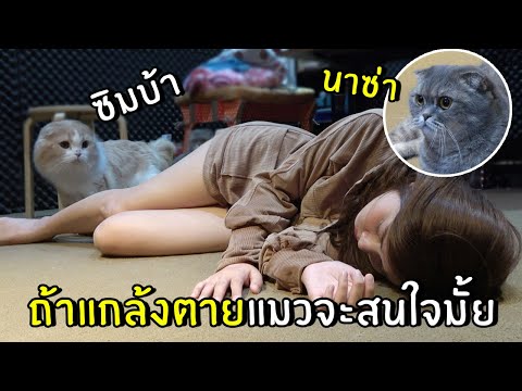 วีดีโอ: ปลอดภัยสำหรับแมวที่จะอยู่บนเคาน์เตอร์หรือไม่?