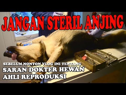 Video: Bilakah Anda Boleh Menyemburkan Anjing Anda?