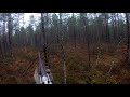 Охота с лайками на лося.  Moose hunting with husky