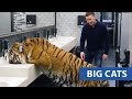 Big Cats