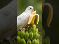 The big pigeon removed the wood from the top of the banana tree 😭#ai#crazy toy tv