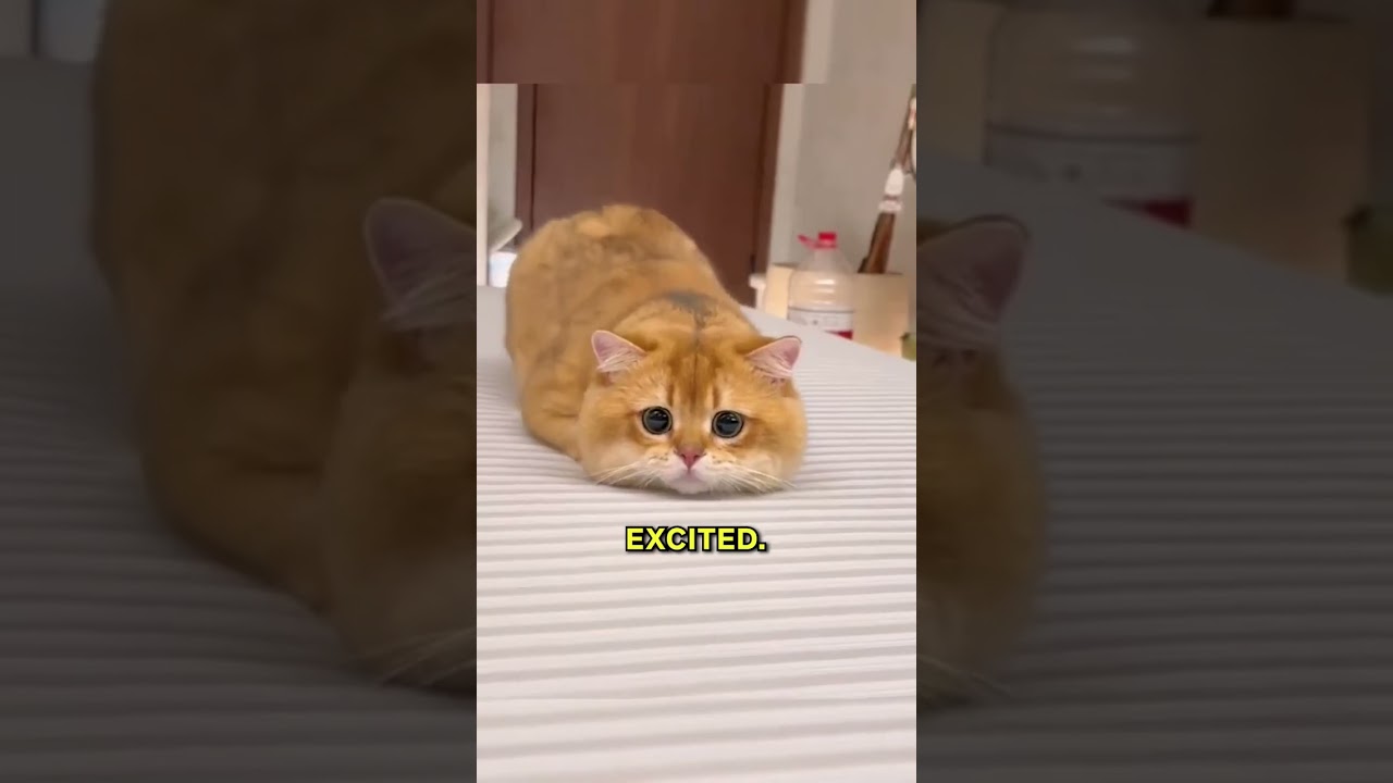 Why Do Cats Wiggle Before Pouncing? 🤔
