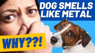 Dog Smells Like Metal: Blood, Iron, Fishy Odors