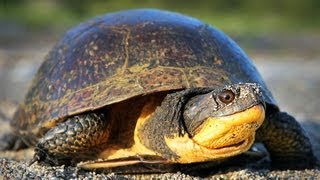 The Blanding's Turtle: Ontario Wildlife Video Series