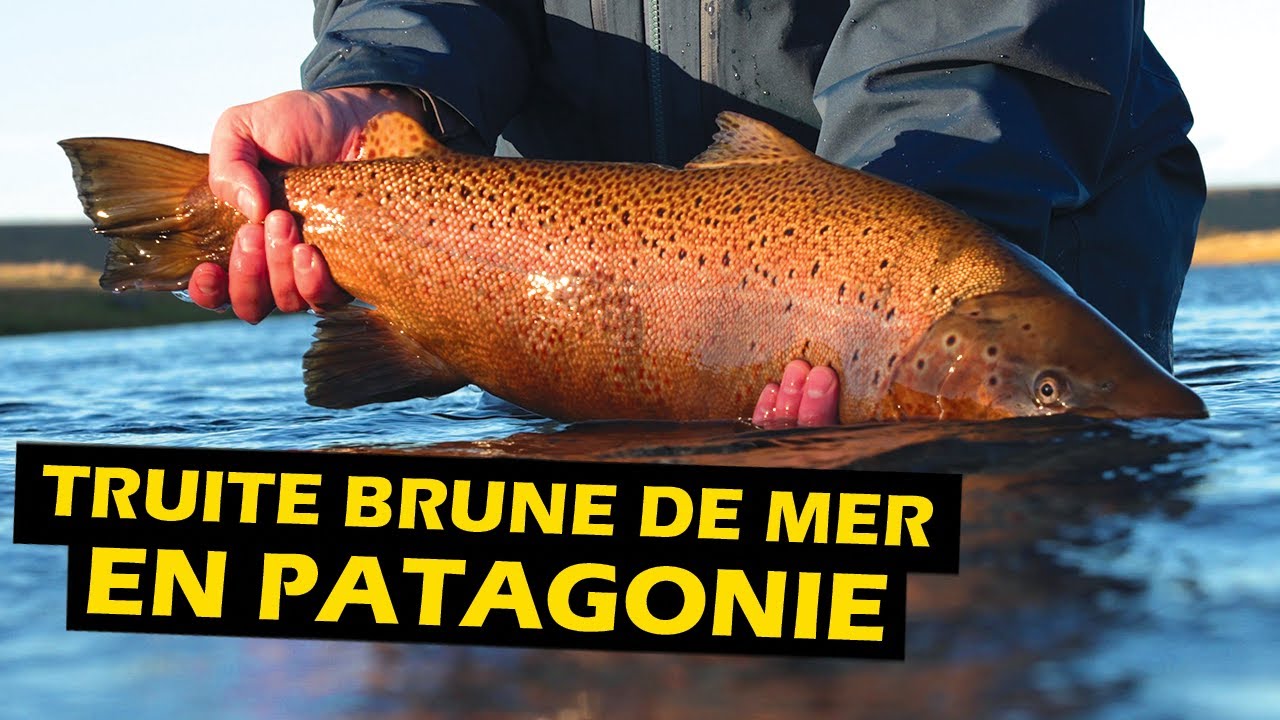 Patagonie avec Solid Adventures Partie 2 | Roadfish - Saison 8 Épisode 2