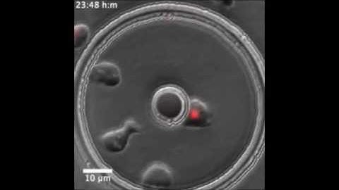 A microfluidic cell-trapping device for single-cell tracking of host–microbe interactions