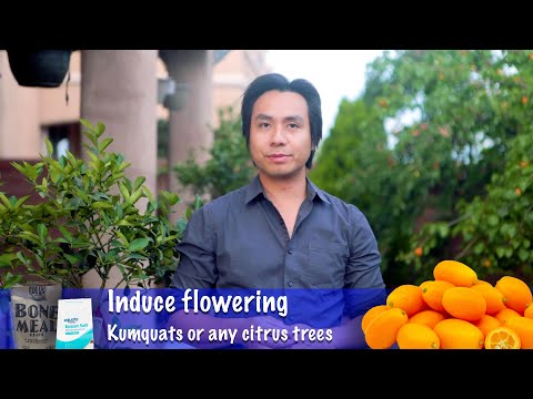 How to induce citrus tree to flower and bloom (Nagami Kumquats) GreenMangoes