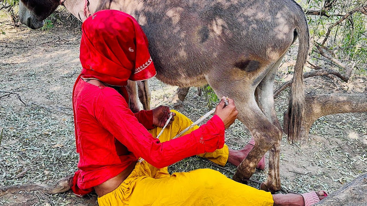 A Beautiful Rural Scene | With a Donkey🥰