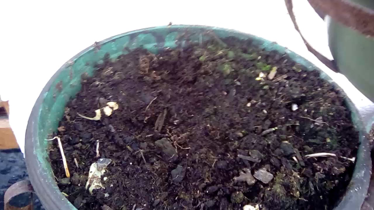 This happend to my pet bugs - YouTube