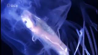 Jellyfish Eating Fish