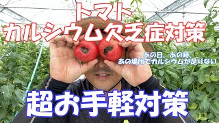 トマトの超簡単なカルシウム欠乏症対策です 少し疲れ気味でお調子してますがまた他のものでも役にやつと思いますので見てやってください Youtube トマトの超簡単なカルシウム欠乏症対策です 少し疲れ気味でお調子してますがまた他のものでも役にやつと思いますので見てやってください Youtube