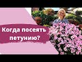 Когда лучше сеять петунию? Как не опоздать с посевом и не посадить слишком рано?!